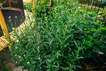A large and lush chamomile bush in a flower bed. The chamomile buds haven't opened yet.