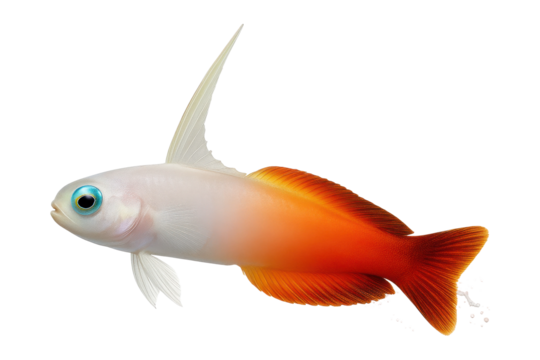 Firefish with sleek white body and vibrant orange gradient tail fin, isolated on transparent background