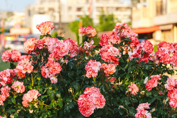 Obraz premium Blooming bush of striped pink and white roses growing in a city garden during golden hour. Vivid floral colors, warm light and urban background create a mix of nature and city life harmony.