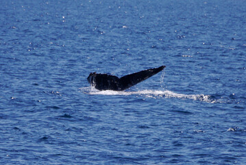Fototapeta premium Whale Tail, Channel Islands California, 2014
