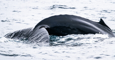 humpback whale in the water