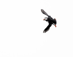 atlantic puffin bird in flight