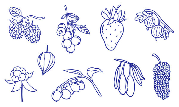 berries fruit - doodle hand drawn sketch illustration collection