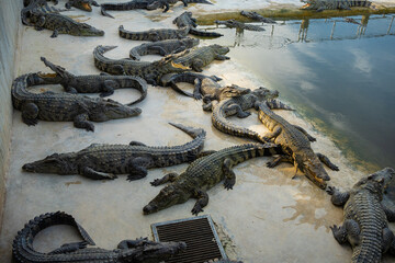 Group of crocodile lying relax in farm