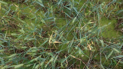 Wheat field closeup with sickly green soil and sparse dry stalks scattered through patchy growth showing signs of poor nutrition drought stress and unfit ground for healthy crop development