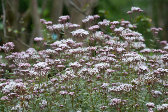 A field of flowers, Eupatorium (Joe Pye Weed, Boneset, or other snakeroot species),"