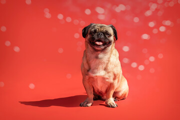 Smiling pug mix dog in studio with red festive background