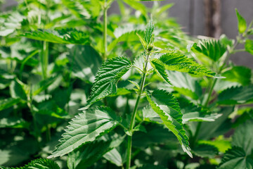 A lush bush of wild nettles. Serrated leaves. Medicinal herb, alternative medicine, phytotherapy.