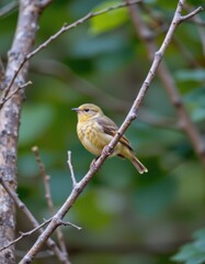 Fototapeta premium Bird perched on branch lush forest wildlife photography natural habitat close-up avian beauty