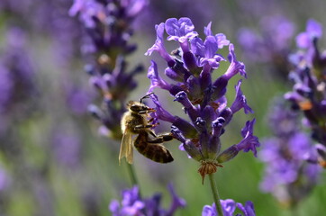 Biene an violetten Lavendelblüten