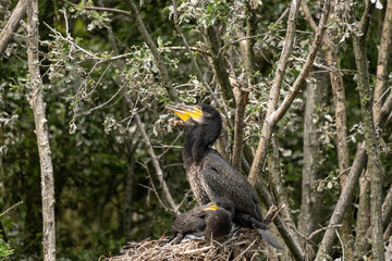 nature avec des jeunes oiseaux d'eau au nid, dans  un biotope unique, bébés cormorans au nid, attendant le retour des parents