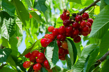 Les cerises murissent au printemps