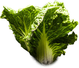 fresh green chinese cabbage on transparent background, png