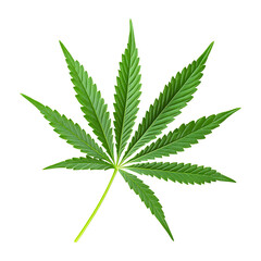 Hemp Leaf Clip art Isolated PNG with Clear Background.