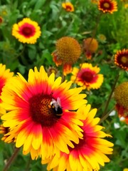 Bumblebee on a cockade flower
