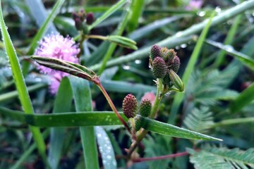 Close-up of a pink Mimosa Pudica flower with dewdrops, set among green foliage with folded leaves showcasing the delicate beauty and freshness of this tropical plant in Jember, East Java
