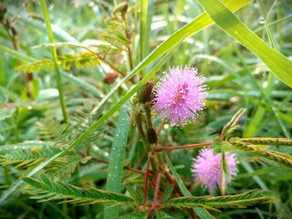 Macro shot of pink Mimosa Pudica flowers with buds and dewy fern-like leaves, set in lush grass capturing the vibrant growth and fresh beauty of this tropical plant in Jember, East Java