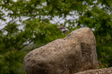 Northern wheatear Oenanthe oenanthe, in natural habitat