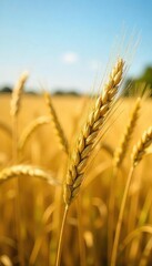 Fototapeta premium Golden barley stalks heavy with ripe grain, ready for harvest, swaying gently in the summer sun A picturesque scene of agricultural abundance , grain, stalks, countryside