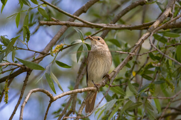 Thrush Nightingale, Luscinia luscinia.