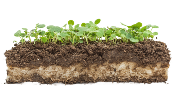 Soil cross section of fertile with small green plant, isolated on transparent background.