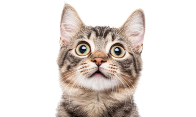 Obraz premium Tabby cat looking up with surprised expression, generative ai.
