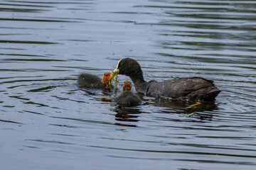 Eurasian coot (Fulica atra) with babys
