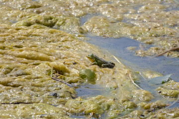  Pelophylax lessonae in the vegetation area. European frog.