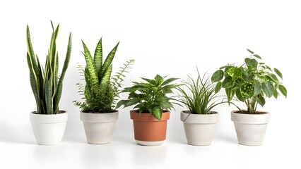 Fototapeta premium Variety of Indoor Potted Green Houseplants Isolated on transparent Background – Modern Home Decor Concept 