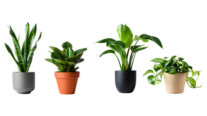 Variety of Indoor Potted Green Houseplants Isolated on transparent Background – Modern Home Decor Concept 