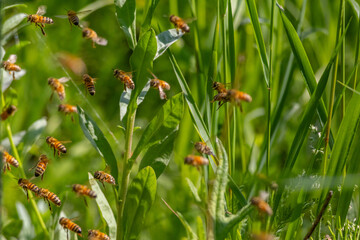 Domesticated honeybees in flight returning to their apiary bringing nectar