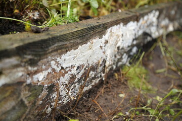 A wooden plank in the garden has been affected by white mold.