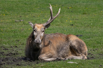 Chinese deer - David's Deer