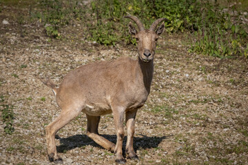 East Caucasian tur also known as the Daghestan tur.