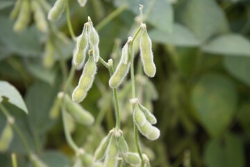 soybean plantation