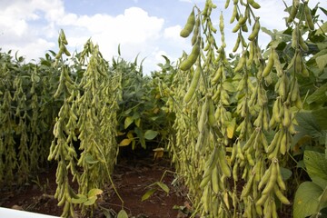 soybean plantation