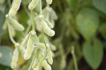 soybean plantation