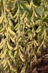soybean plantation