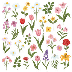Spring and Summer Hand Drawn Flowers Set – Botanical Illustrations of Wildflowers, Herbs, Leaves, and Floral Elements