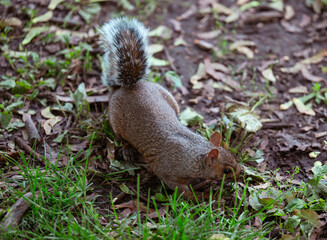 view of a grey squirrel on the ground with leaf and green grass