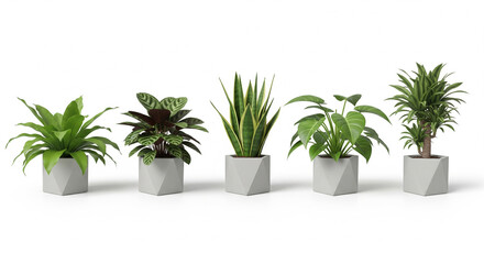 Fototapeta premium Indoor Plants in Square White Pots on White Background