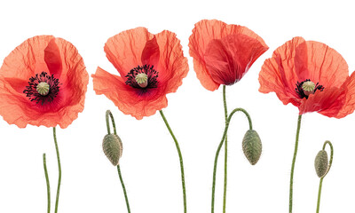 Obraz premium Set of red poppies flowers isolated on transparent background.