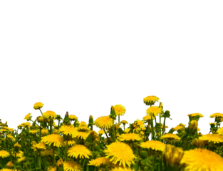 Field of yellow dandelion flowers with green leaves isolated. Flower border of yellow dandelions.