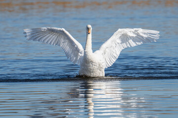 Mute Swan (Cygnus olor)) on a lake with wings outstretched