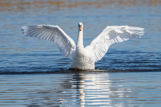Mute Swan (Cygnus olor)) on a lake with wings outstretched