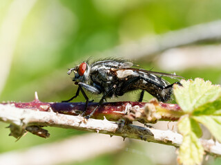 Mouche grise (Sarcophaga spec.) sur ronce, gros plan naturaliste d’un diptère de la famille des...