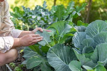 Farmer examining collard