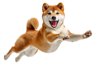 Energetic Shiba Inu in Flight: A vibrant Shiba Inu dog leaps through the air against a clean backdrop, its joyful expression and dynamic pose capture the essence of freedom and spirited play.