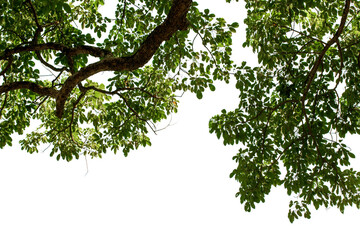 Fototapeta premium tropical leaves on white background