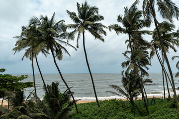 Palm trees against blue sky in Goa, India